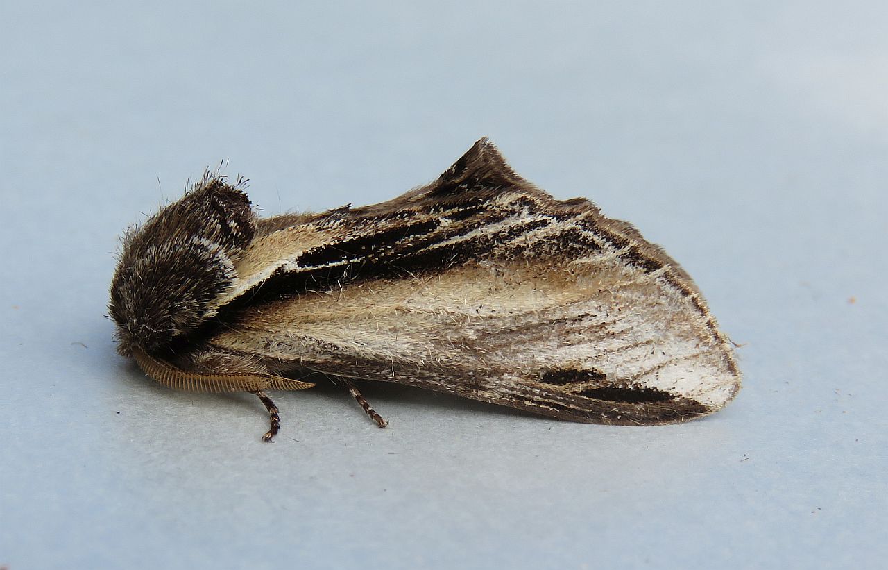 Swallow Prominent 